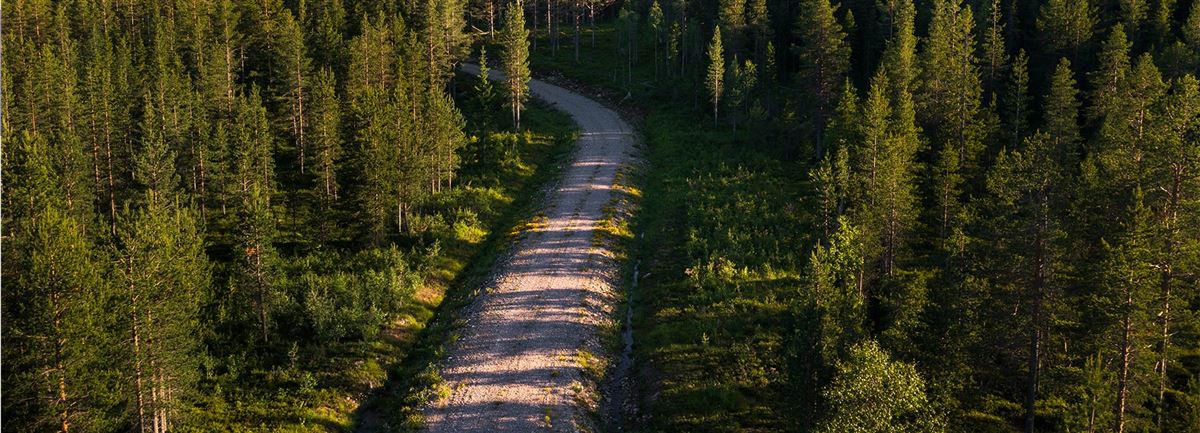 Asfaltert vei i skogen